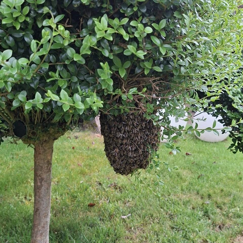 Bijen Bijenzwerm Zwerm Bijenvolk, Dieren en Toebehoren, Insecten en Spinnen, Bijen