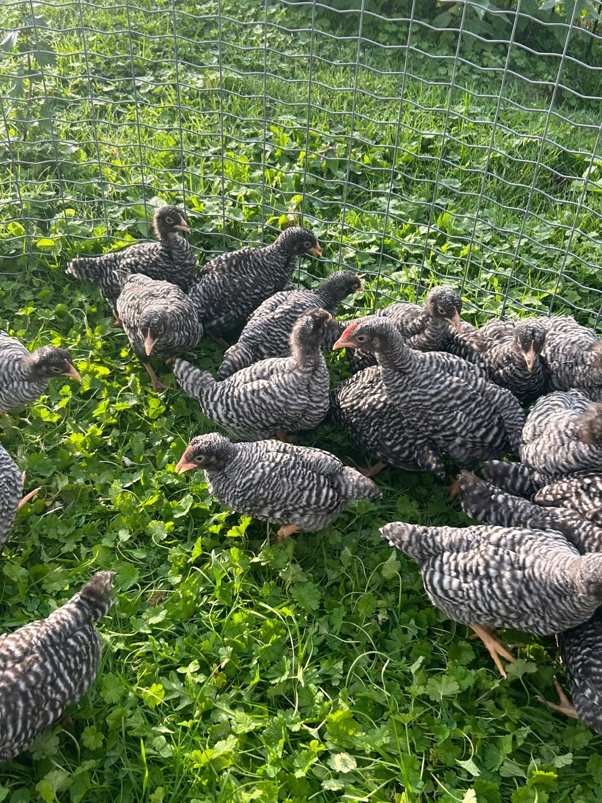 Amerock kuikens te koop, Vrouwelijk, Kip