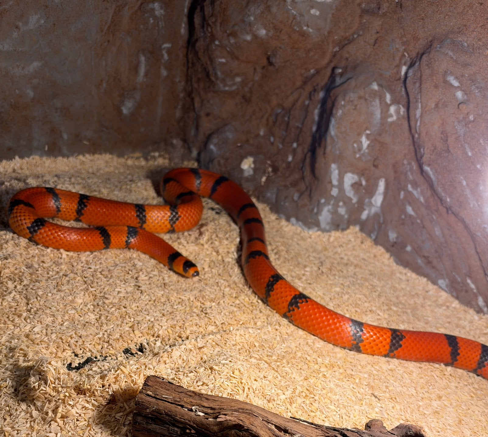 Trio bewezen lampropeltis hondurensis Kingsnake photo 2