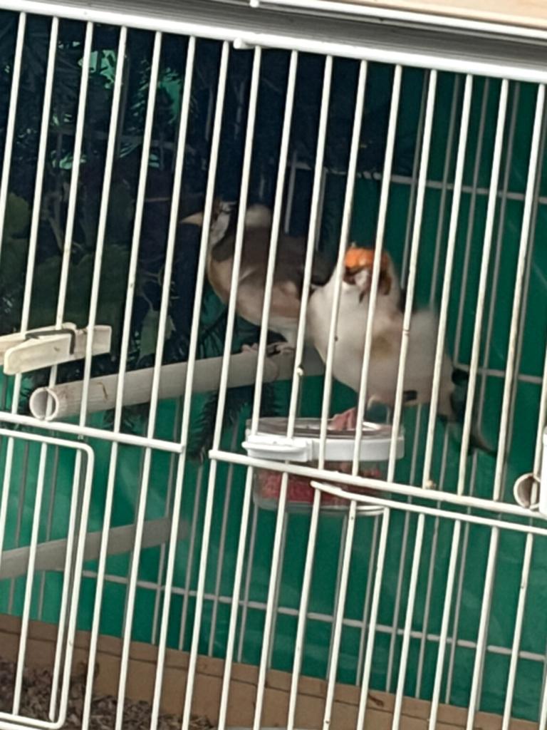 Kopel major, Dieren en Toebehoren, Vogels | Overige Vogels, Meerdere dieren, Wildzangvogel, Geringd
