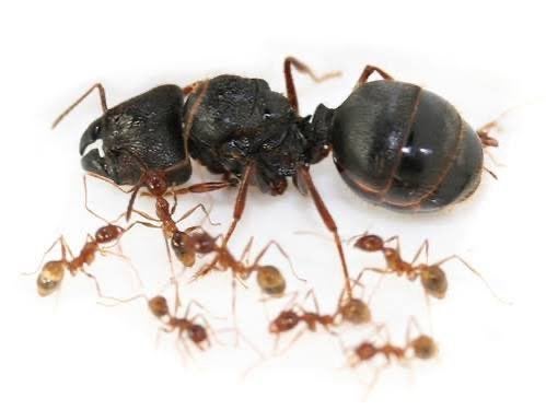 Pheidole sinica 1 koning - Giant big headed ants, Dieren en Toebehoren, Insecten en Spinnen, Spin of Schorpioen