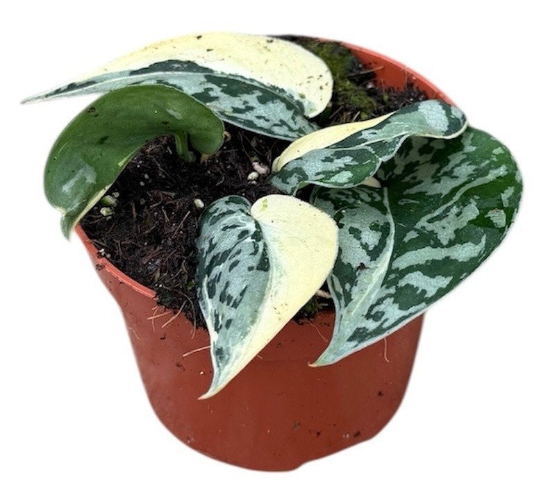 Scindapsus Mayari Variegata | P 10.5, Overige soorten, In pot, Minder dan 100 cm, Groene kamerplant
