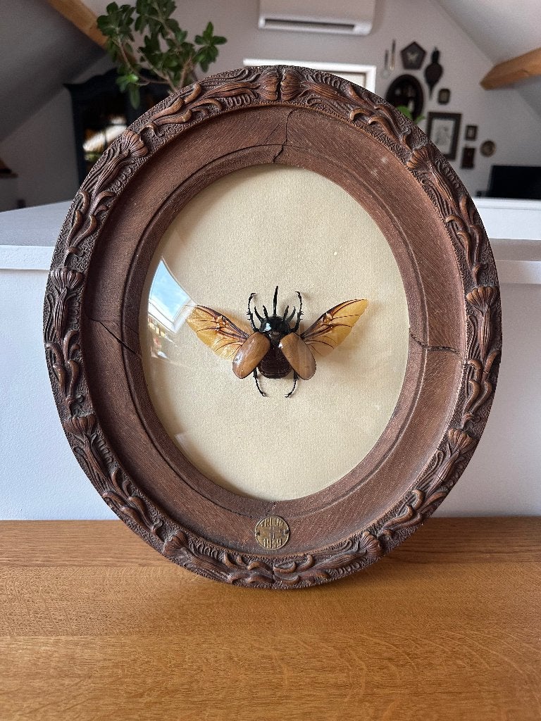 Eupatorus Gracillicornis kever, Antiek en Kunst, Curiosa en Brocante, Ophalen of Verzenden
