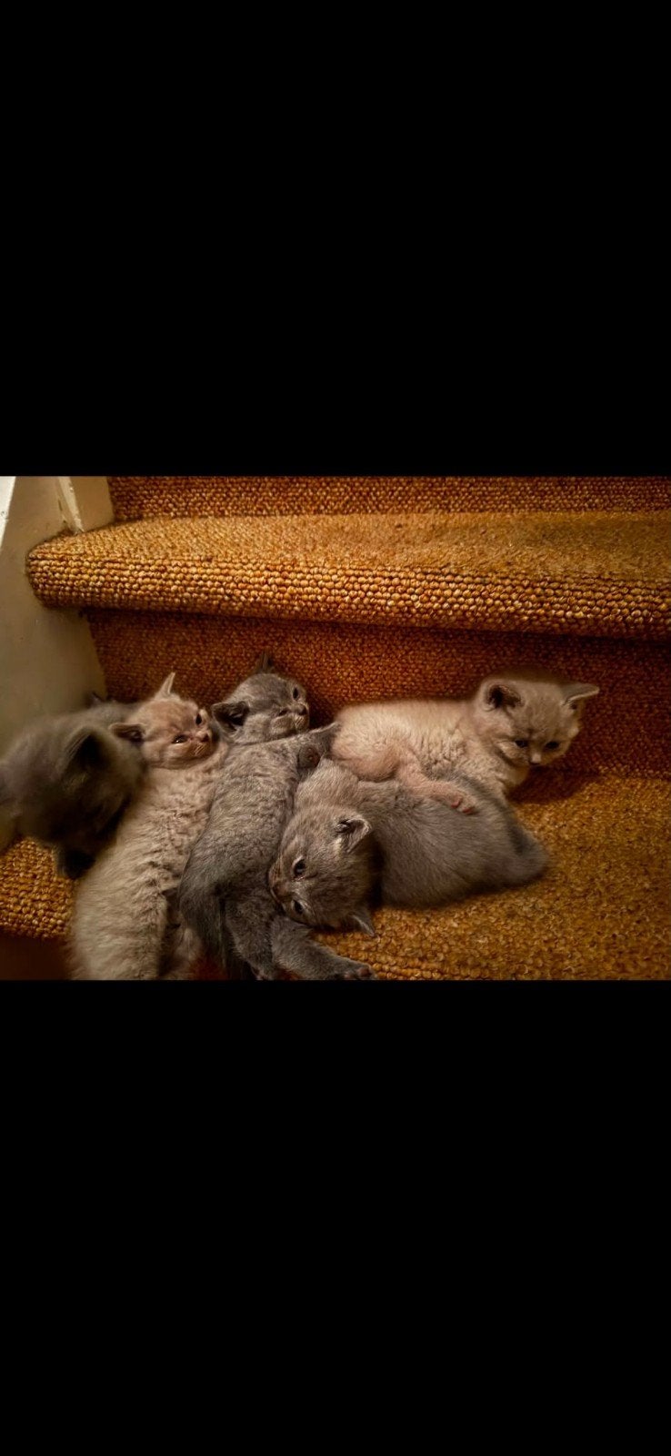 5 Britse korthaar kittens, Kortharig