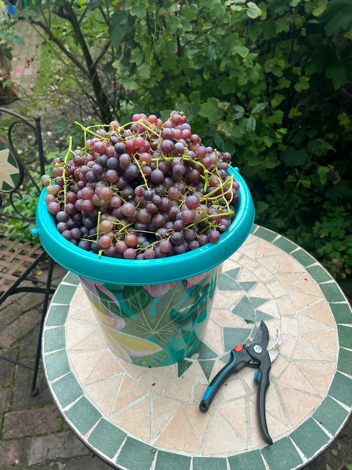 Gratis afhalen - Verse druiven uit eigen tuin, Diversen, Ophalen