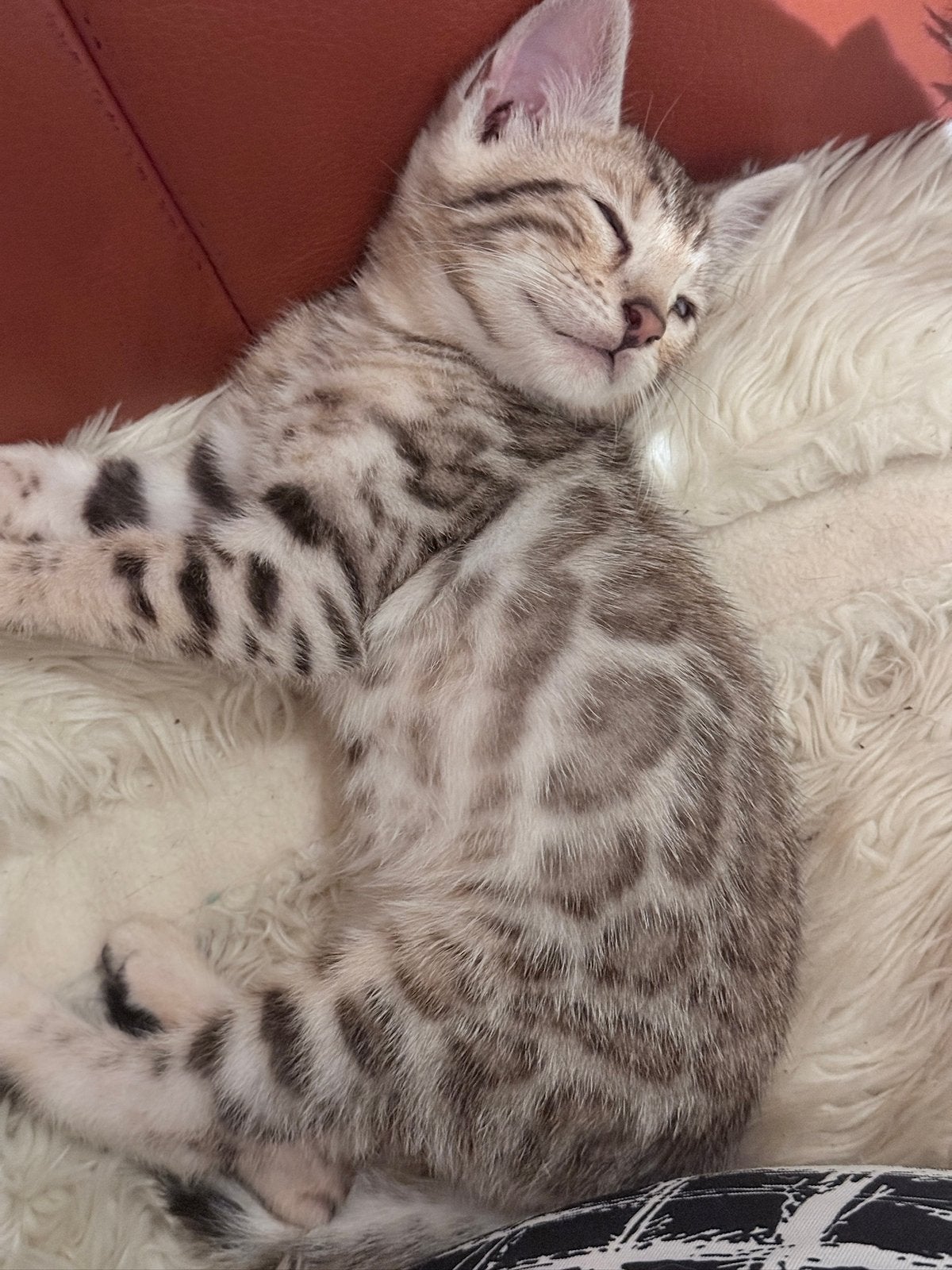 Bengaal kitten+ stamboom + gechipt, eu paspoort, Kater, Kortharig, 0 tot 2 jaar