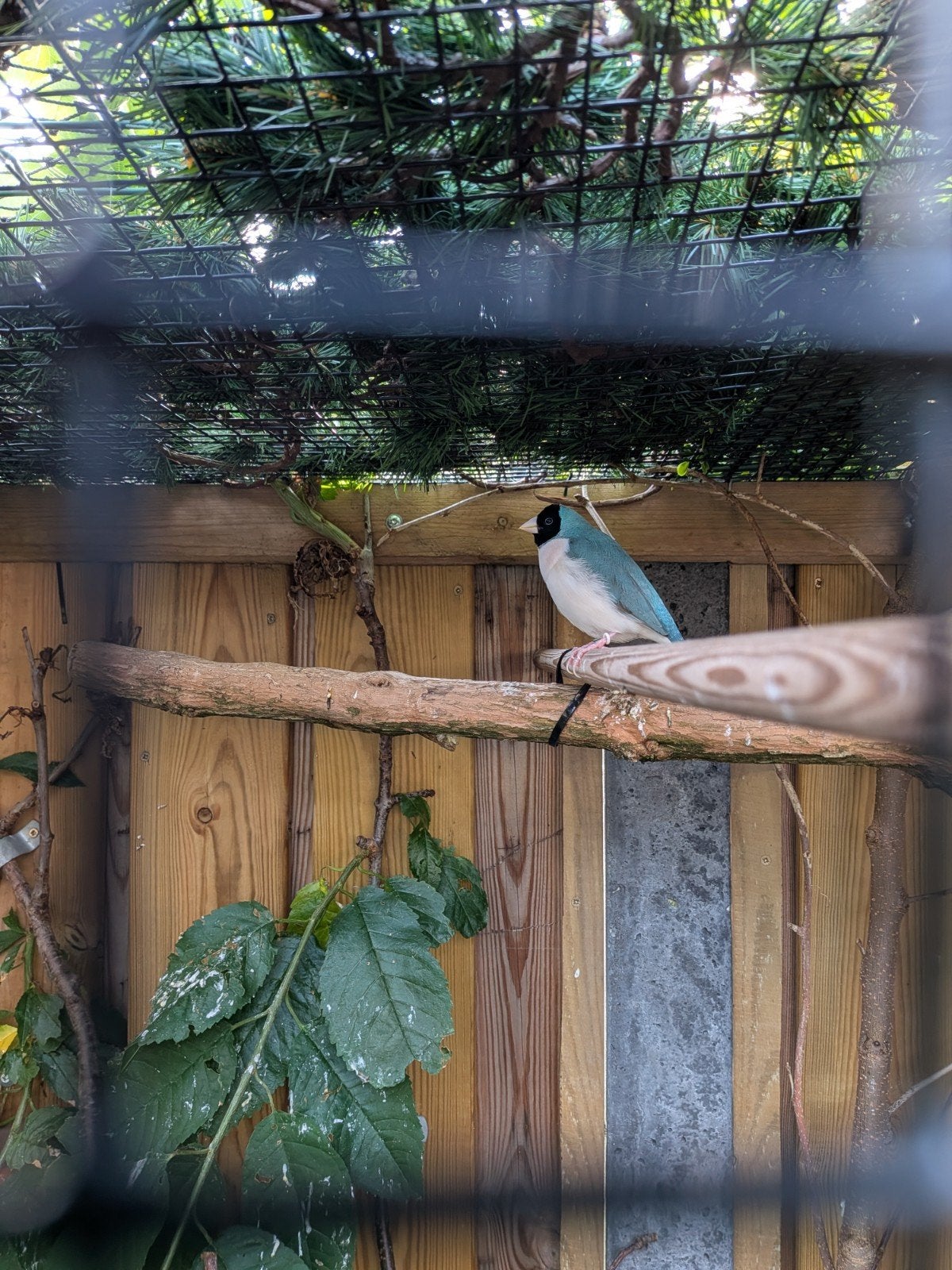 Gouldamadine geringd 100% natuur broed jonge van 2026 en oud, Dieren en Toebehoren, Vogels | Overige Vogels, Meerdere dieren, Geringd