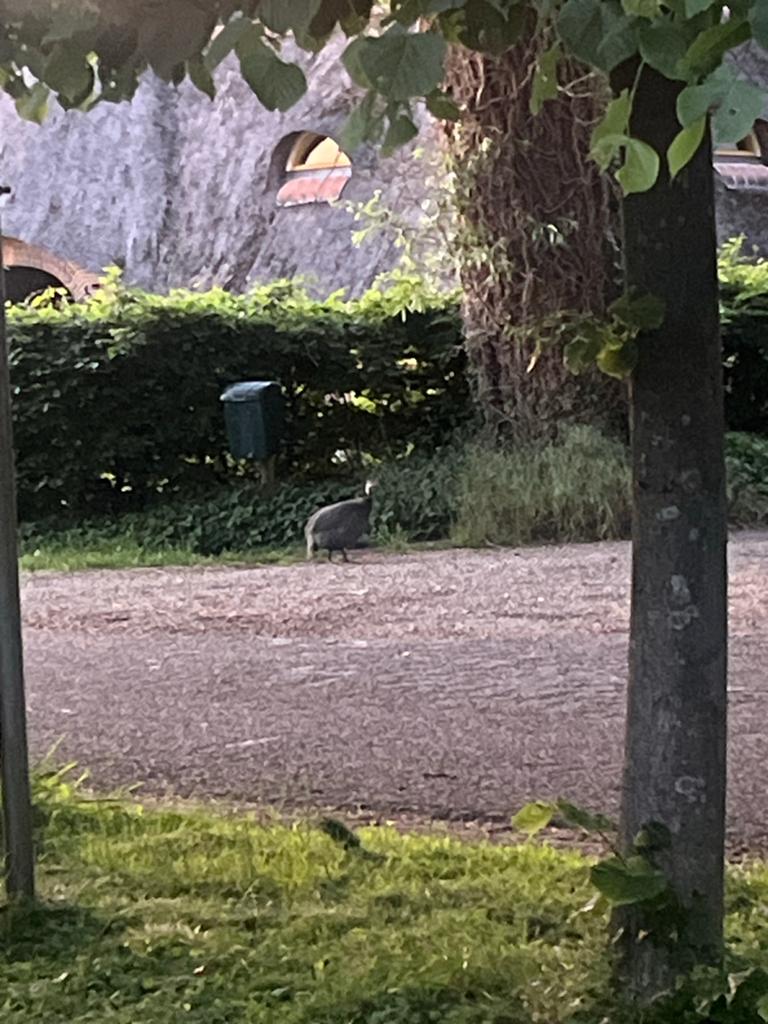 Parelhoender (vangen), Dieren en Toebehoren, Pluimvee, Mannelijk, Kip