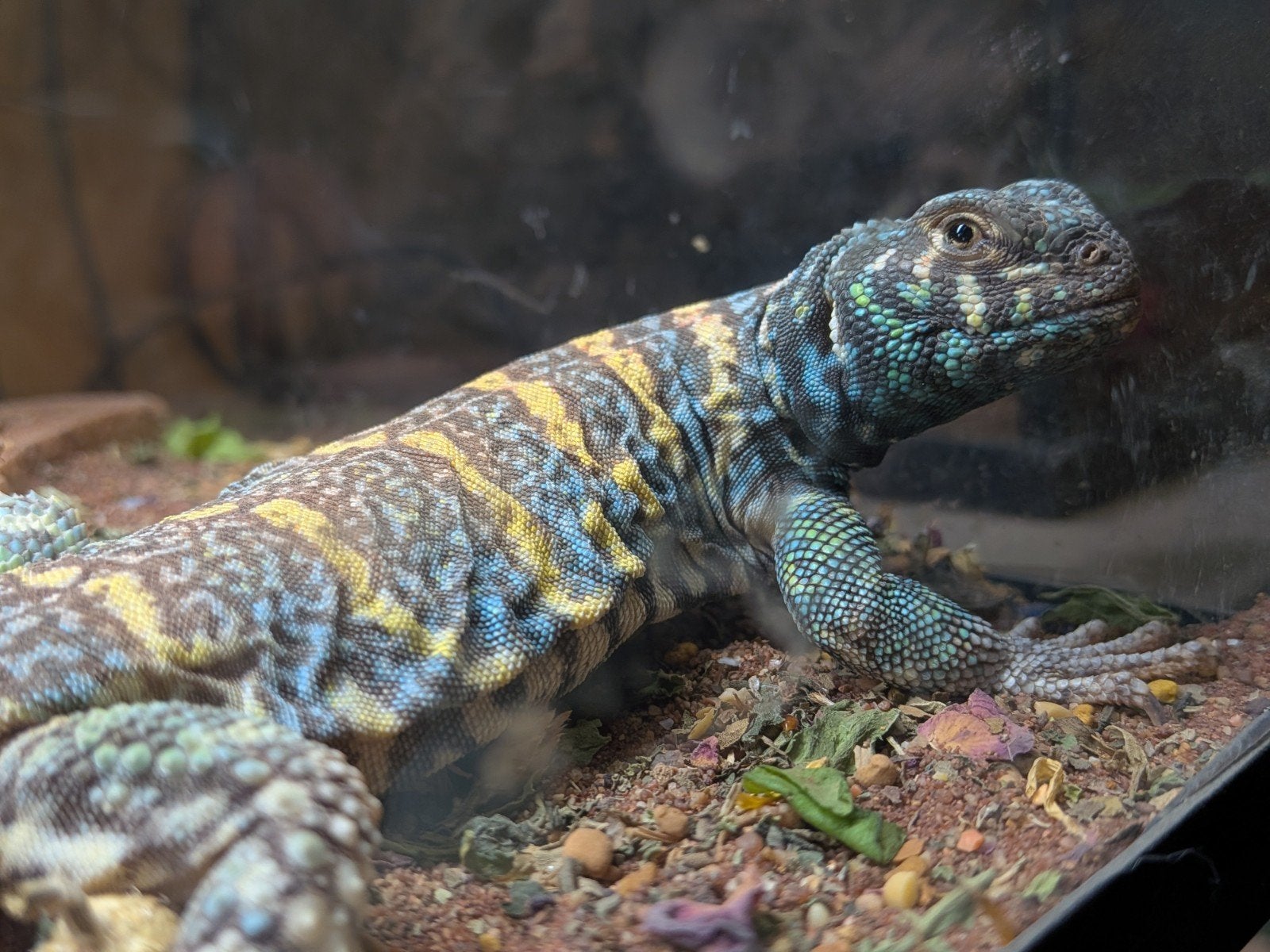 uromastyx, xenagama Taylori, pogona vitticeps Bearded Dragon photo 7