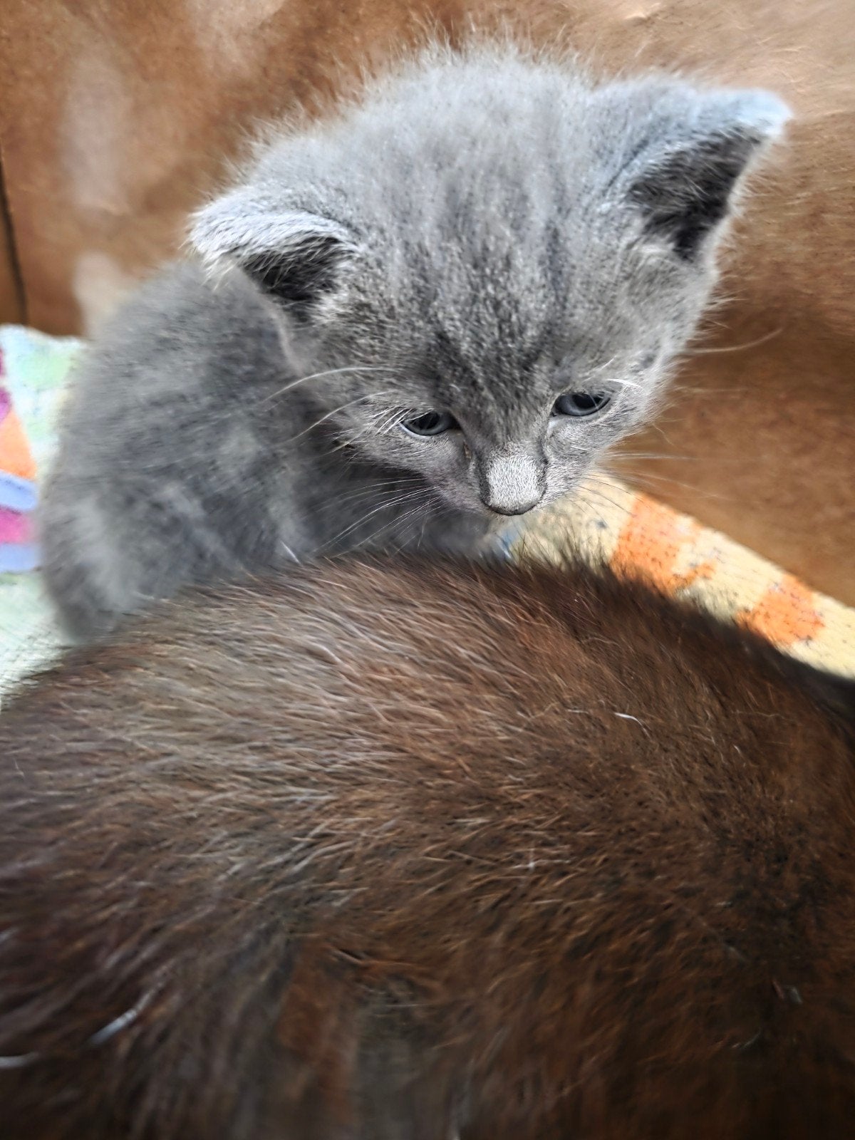 Kittens, Ontwormd, 0 tot 2 jaar