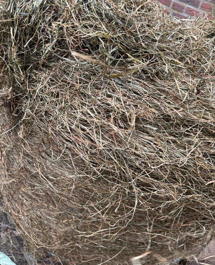 !!Aanbieding!! Midibalen voordroog kuil, Dieren en Toebehoren, Ophalen, Vee