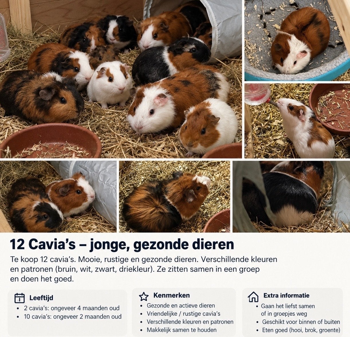 Cavia’s, Dieren en Toebehoren, Cavia, Augustus, Meerdere dieren, Tam