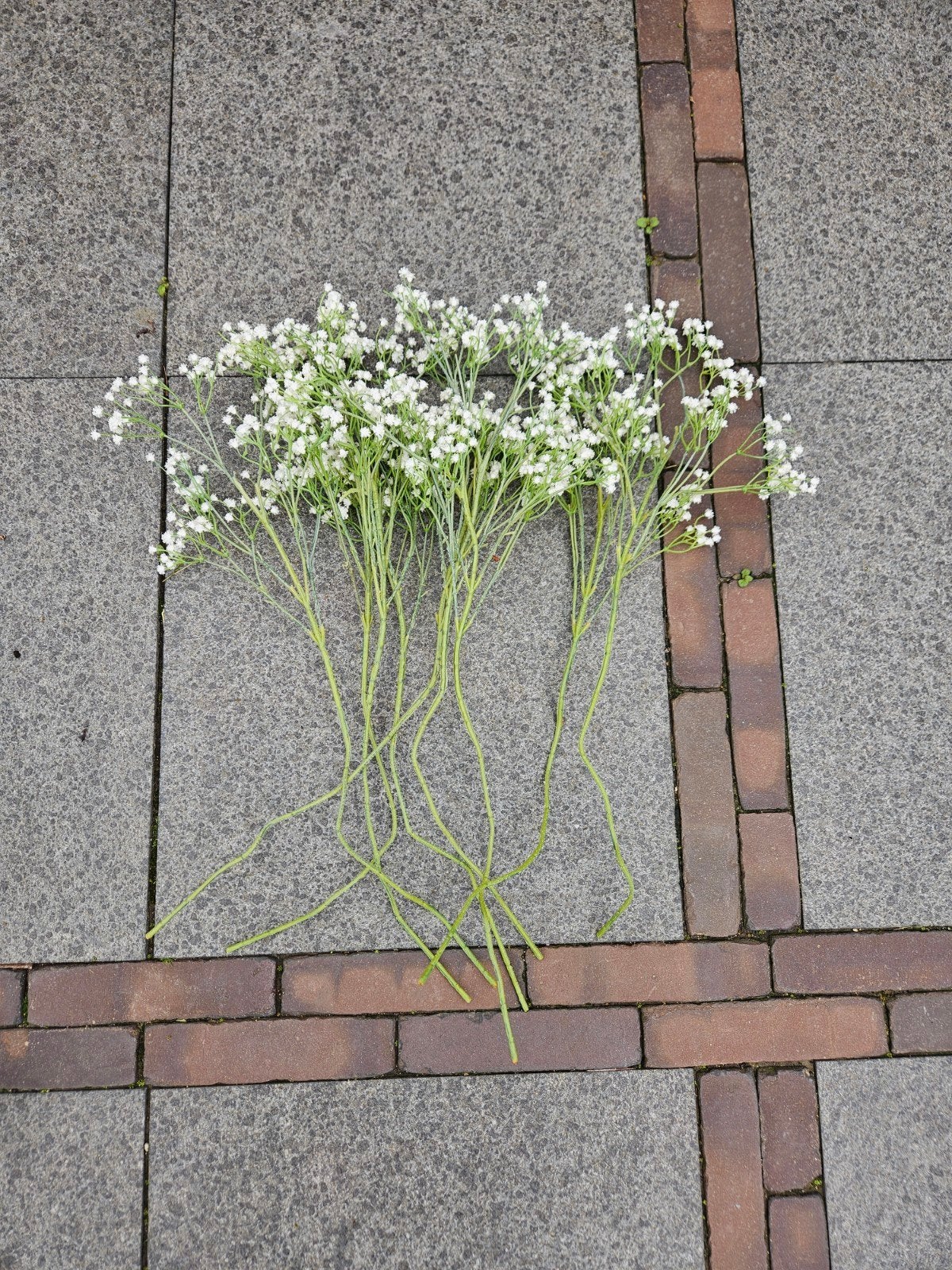 Zijde gipskruid, Tuin en Terras, Bloembakken en Plantenbakken, Ophalen, Rond