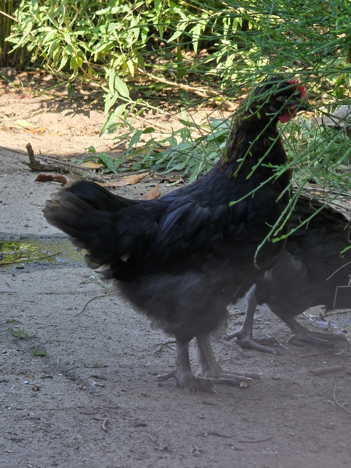 Araucana marans kuikens, Geslacht onbekend, Kip