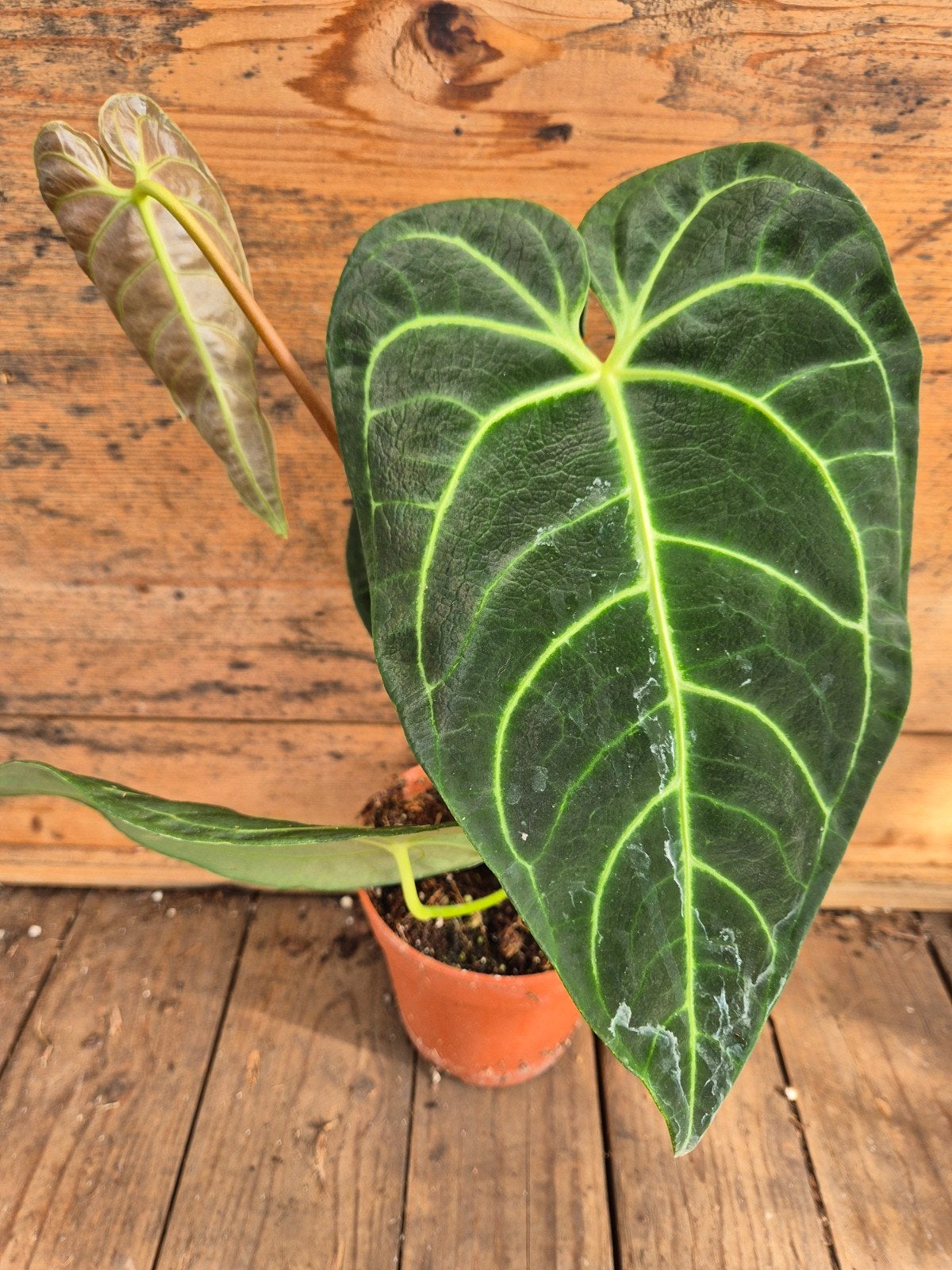 Anthurium Regale p12 (A), Huis en Inrichting, Ophalen of Verzenden, Halfschaduw, Minder dan 100 cm