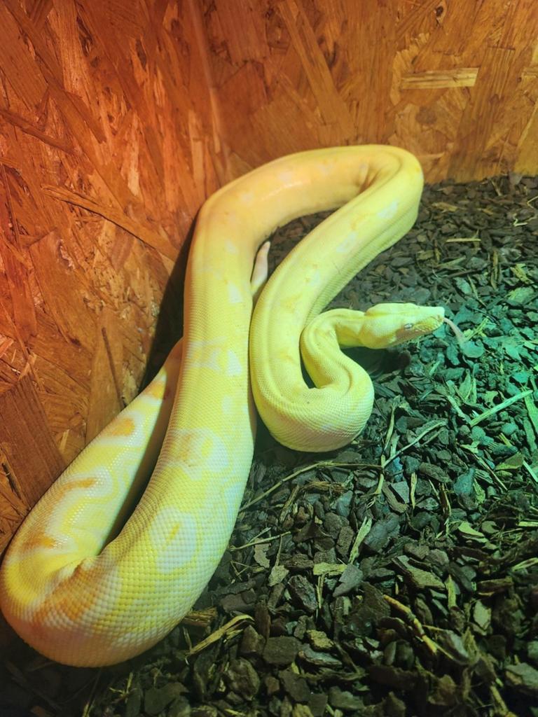Boa constrictor imperator (albino Karl het square tail) Boa Constrictor - unknown for sale from machine verhuur midden