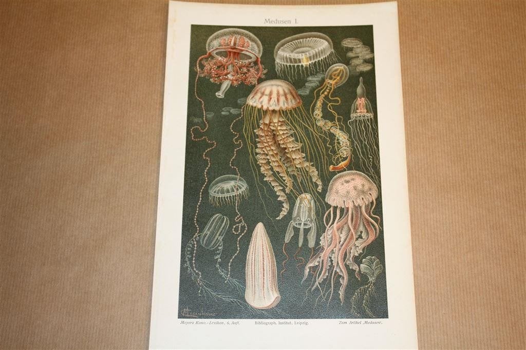 Antieke kleurenlitho - Kwallen Meduse - Circa 1900, Ophalen of Verzenden