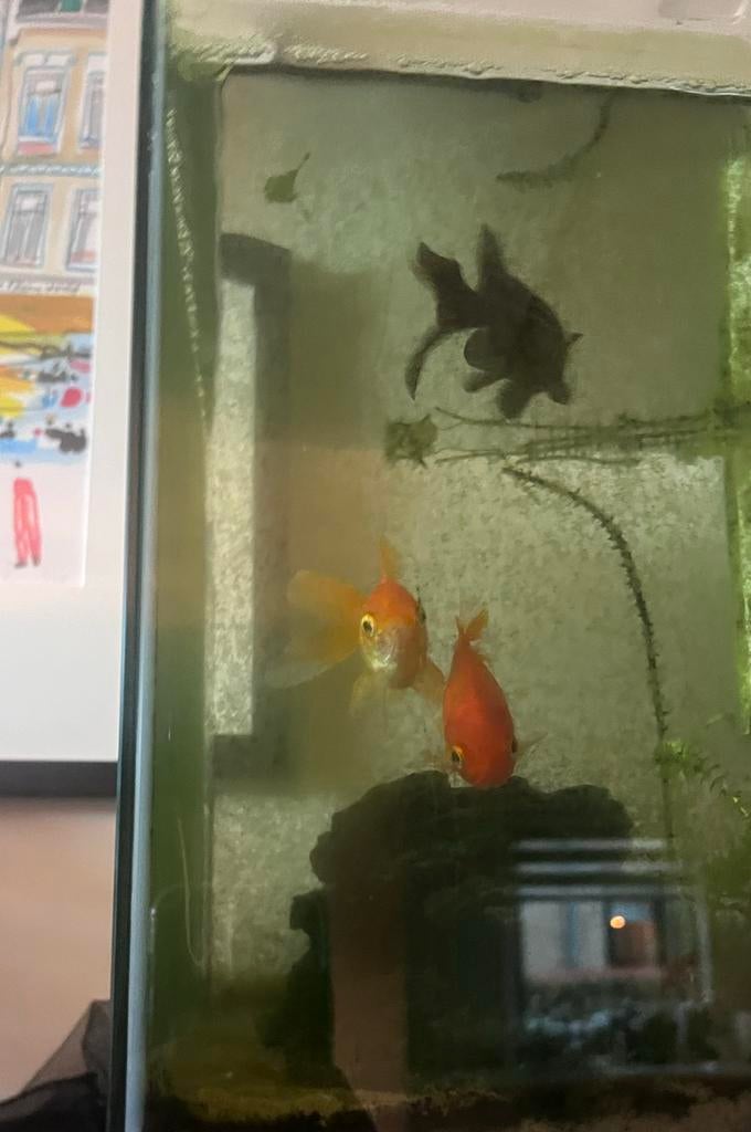 VISSEN TE KOOP, Ophalen, Zo goed als nieuw