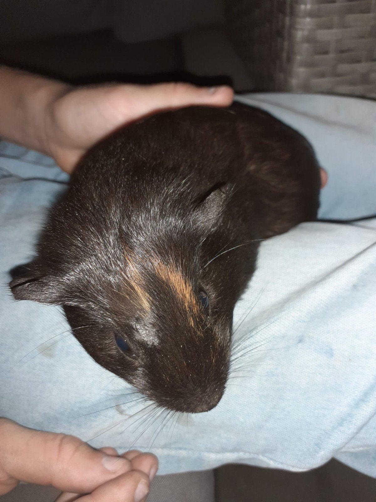 jonge cavia beertjes te koop, Dieren en Toebehoren, Cavia, Augustus, Mannelijk, Tam