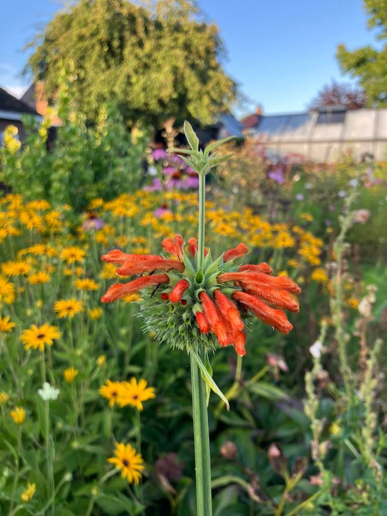 Bloemenzaden Leonotis Nepetifolia., Ophalen of Verzenden, Zaad