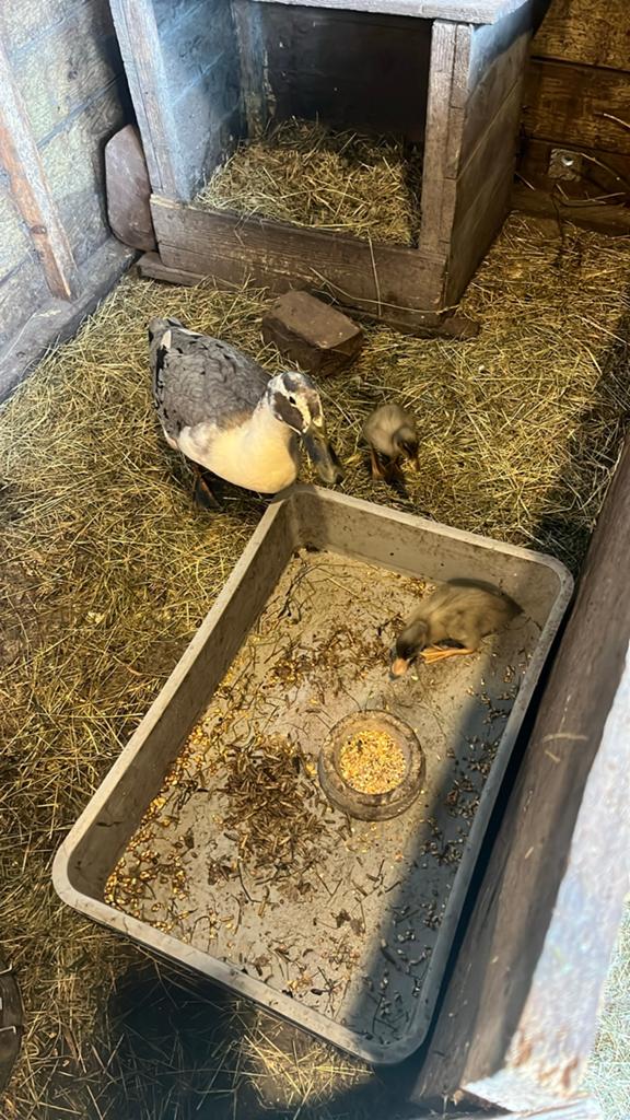 Broedeieren loopeenden, Ophalen of Verzenden, Nieuw, Overige typen