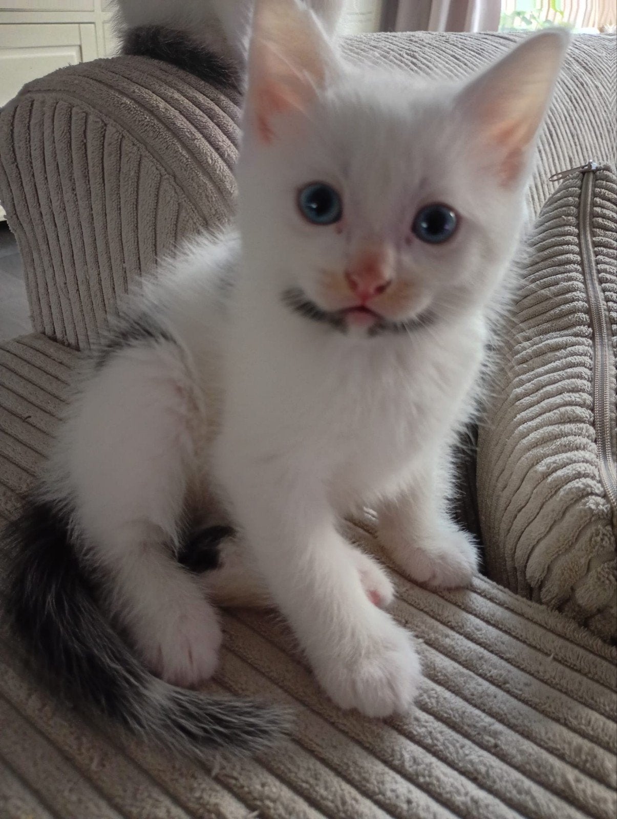 Maine Coon kruising kitten, Dieren en Toebehoren, Katten en Kittens | Raskatten | Korthaar, Kater, Ontwormd, 0 tot 2 jaar