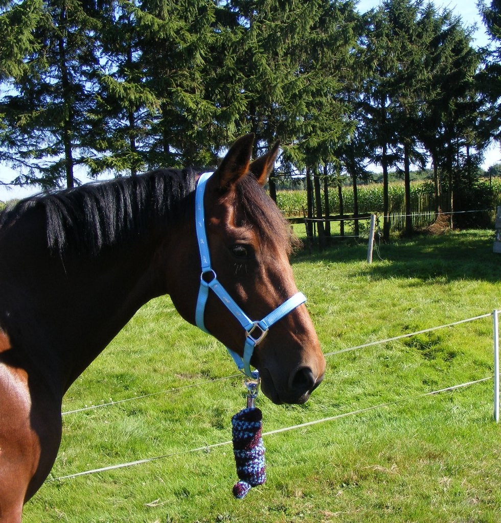 halster set full, *, Verzenden, *, Nieuw
