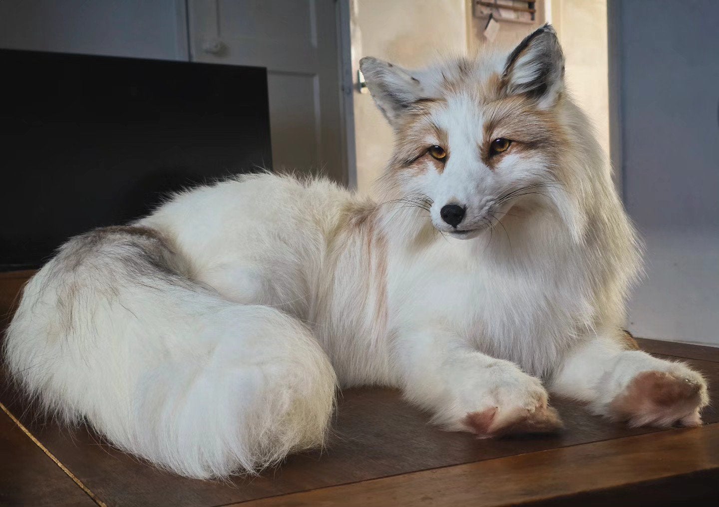 softmount taxidermie vos te koop, Ophalen of Verzenden, Nieuw, Wild dier, Opgezet dier