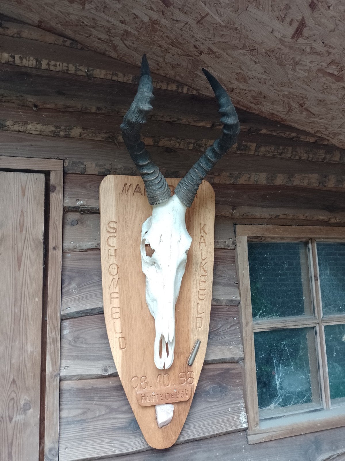 Trofee hartebeest Afrika bok Namibië Kalkfeld hoorns, Ophalen of Verzenden, Beeldje of Figuurtje