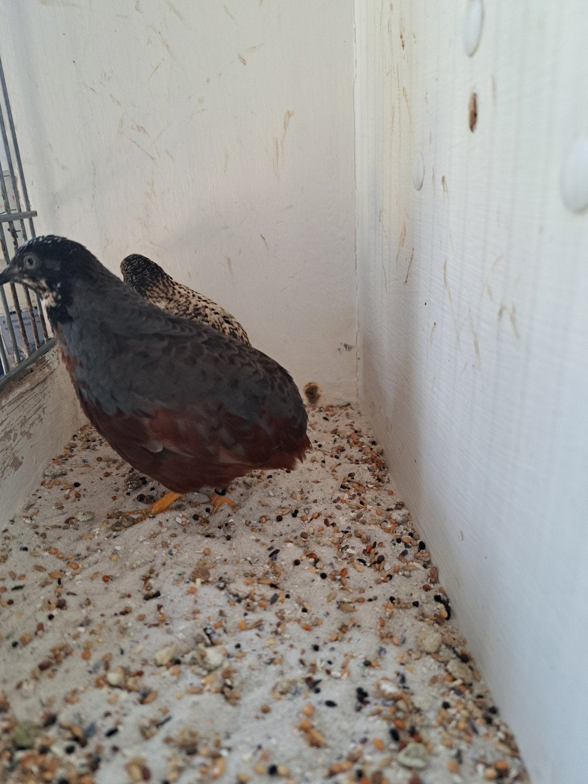 Koppel Chinese dwergkwartels roodborst., Dieren en Toebehoren, Meerdere dieren, Tropenvogel, Geringd