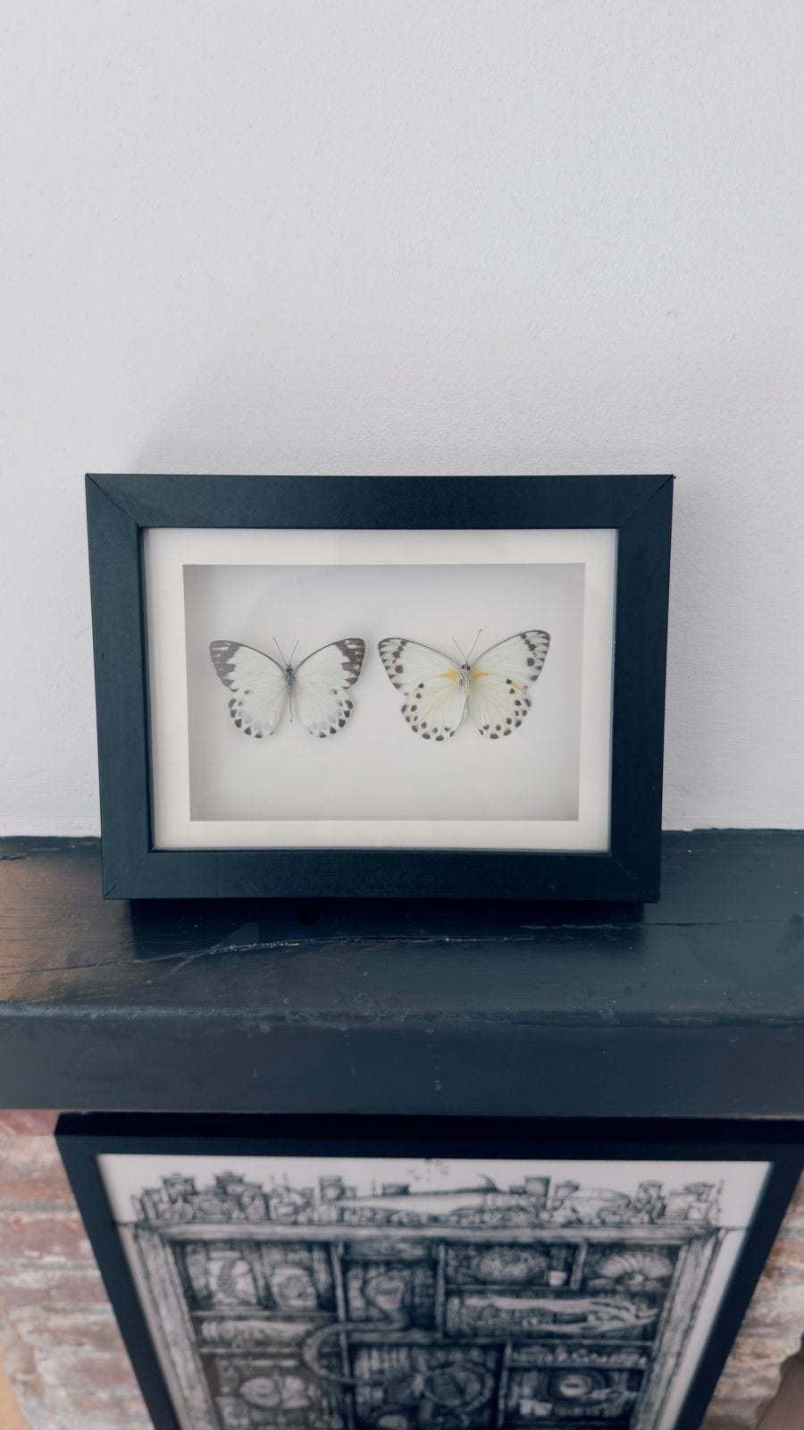 Ingelijste vlinders - Decoratieve insecten in lijst, Ophalen of Verzenden, Gebruikt, Insect, Opgezet dier