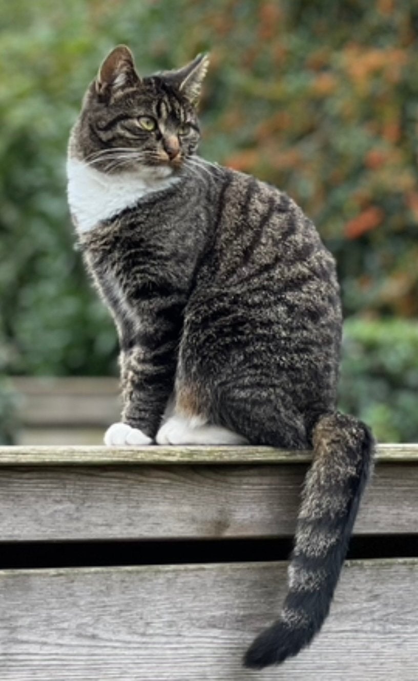 — Vermist — Onze Moos is meegenomen., Dieren en Toebehoren, Vermiste en Gevonden Dieren, Kat