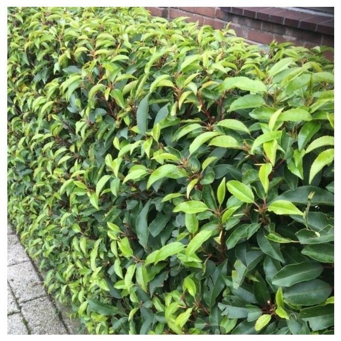 Portugese Laurier 30-50 cm hoog, Ophalen, Overige soorten, Halfschaduw