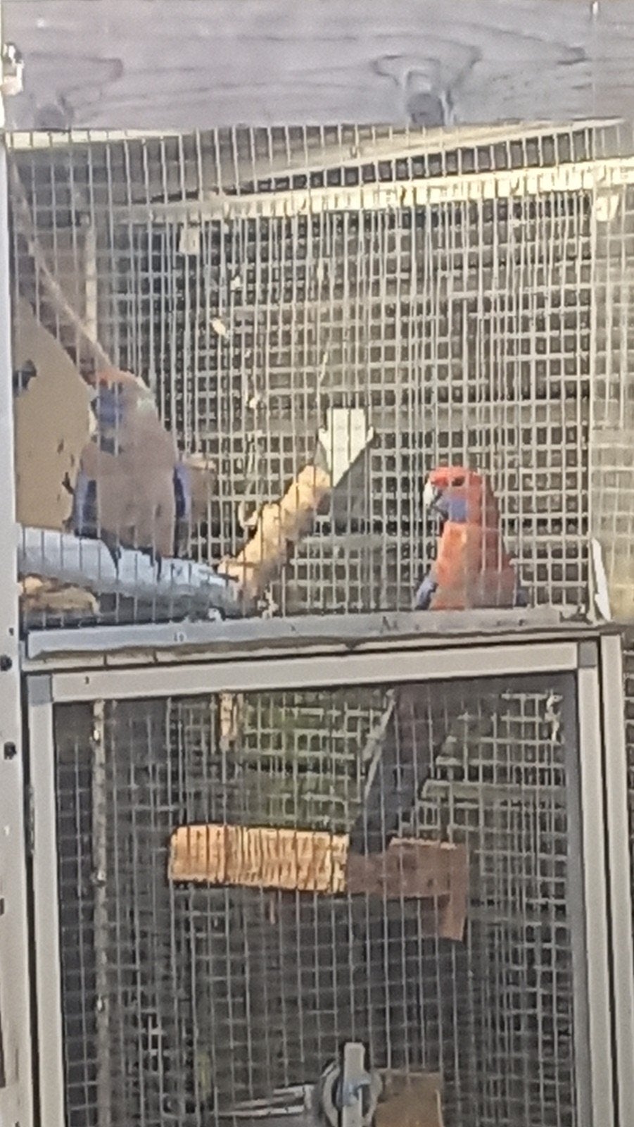 Koppel oranje   penanten   2 jaar, Dieren en Toebehoren, Vogels | Parkieten en Papegaaien, Meerdere dieren, Parkiet