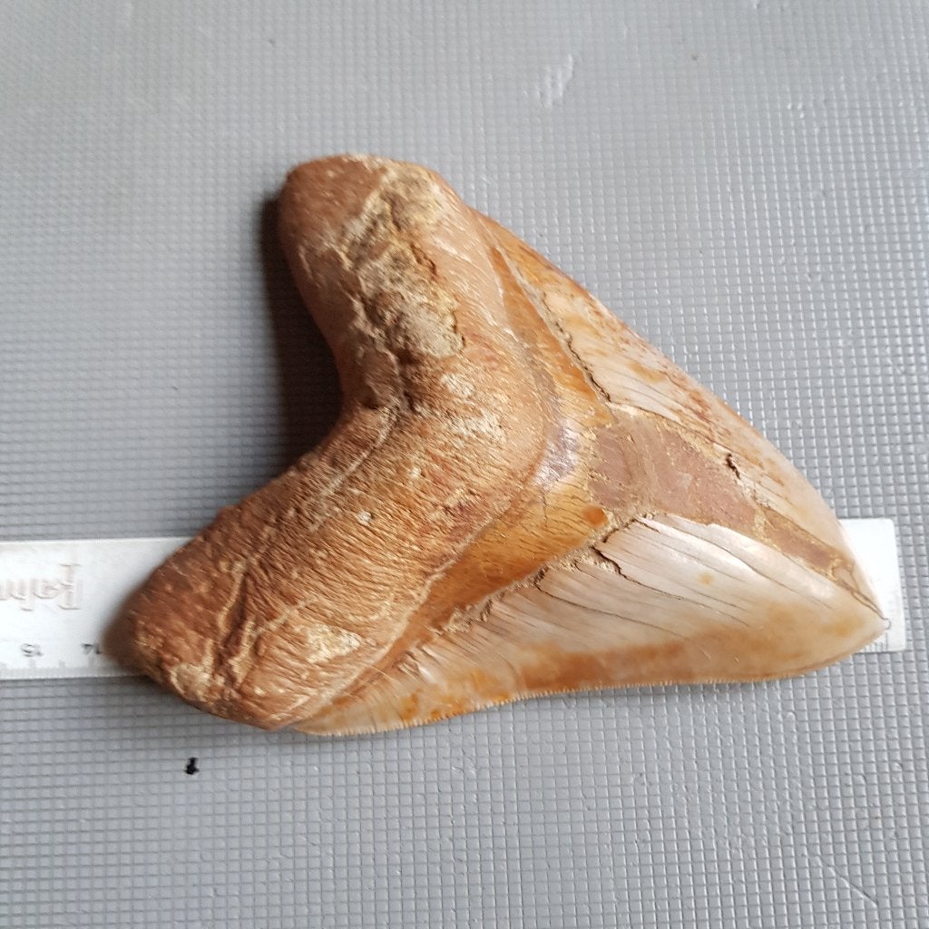 Haaientand, Megalodon, Otodus megalodon, Ophalen of Verzenden, Fossiel