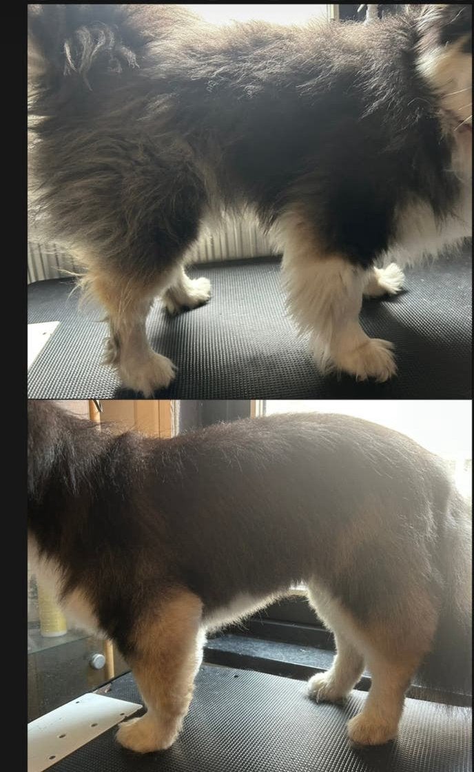 Trimsalon Alkmaar en omgeving vachtgezond, Diensten en Vakmensen, Dieren | Honden | Verzorging, Oppas en Les