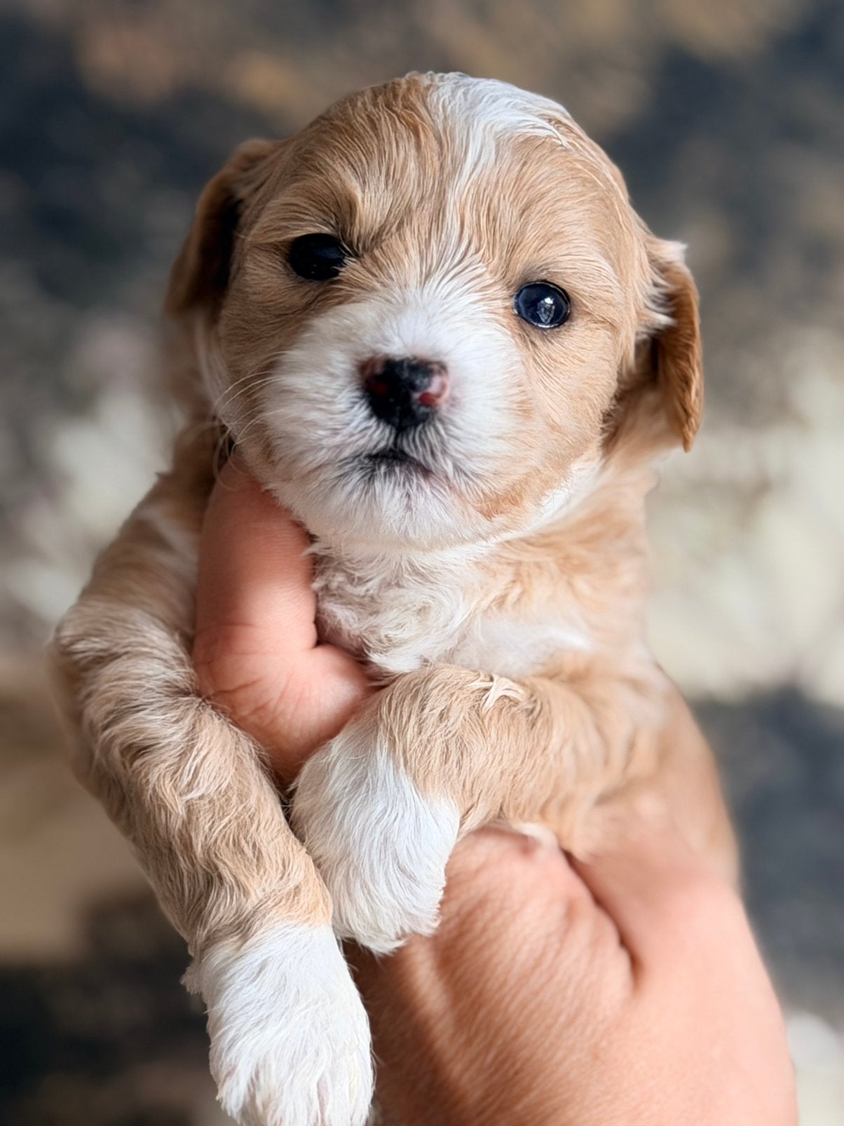 Prachtige maltipoo pups te koop!, Dieren en Toebehoren, Overige rassen, CDV (hondenziekte), 8 tot 15 weken, Meerdere