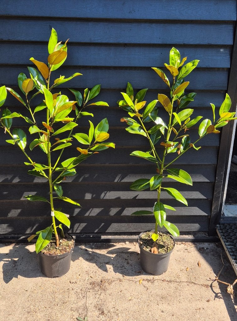 Magnolia Grandiflora | Valse tulpenboom, Tuin en Terras, Ophalen, Overige soorten, Struik, 100 tot 250 cm