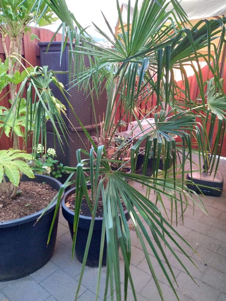 Palmboom Trachycarpus Fortunei, winterhard, Bloeit niet, 100 tot 250 cm, Palmboom, Ophalen