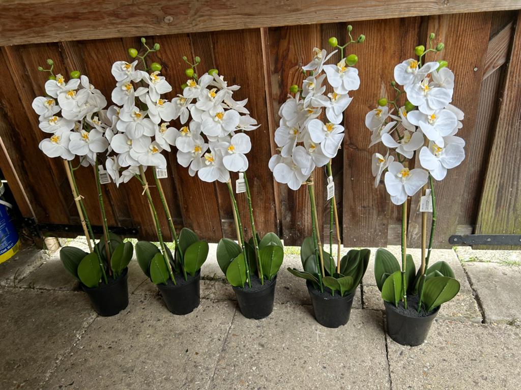 5 x orchidee phalaenopsis 57 cm hoog. Nieuw!, Ophalen of Verzenden, Nieuw