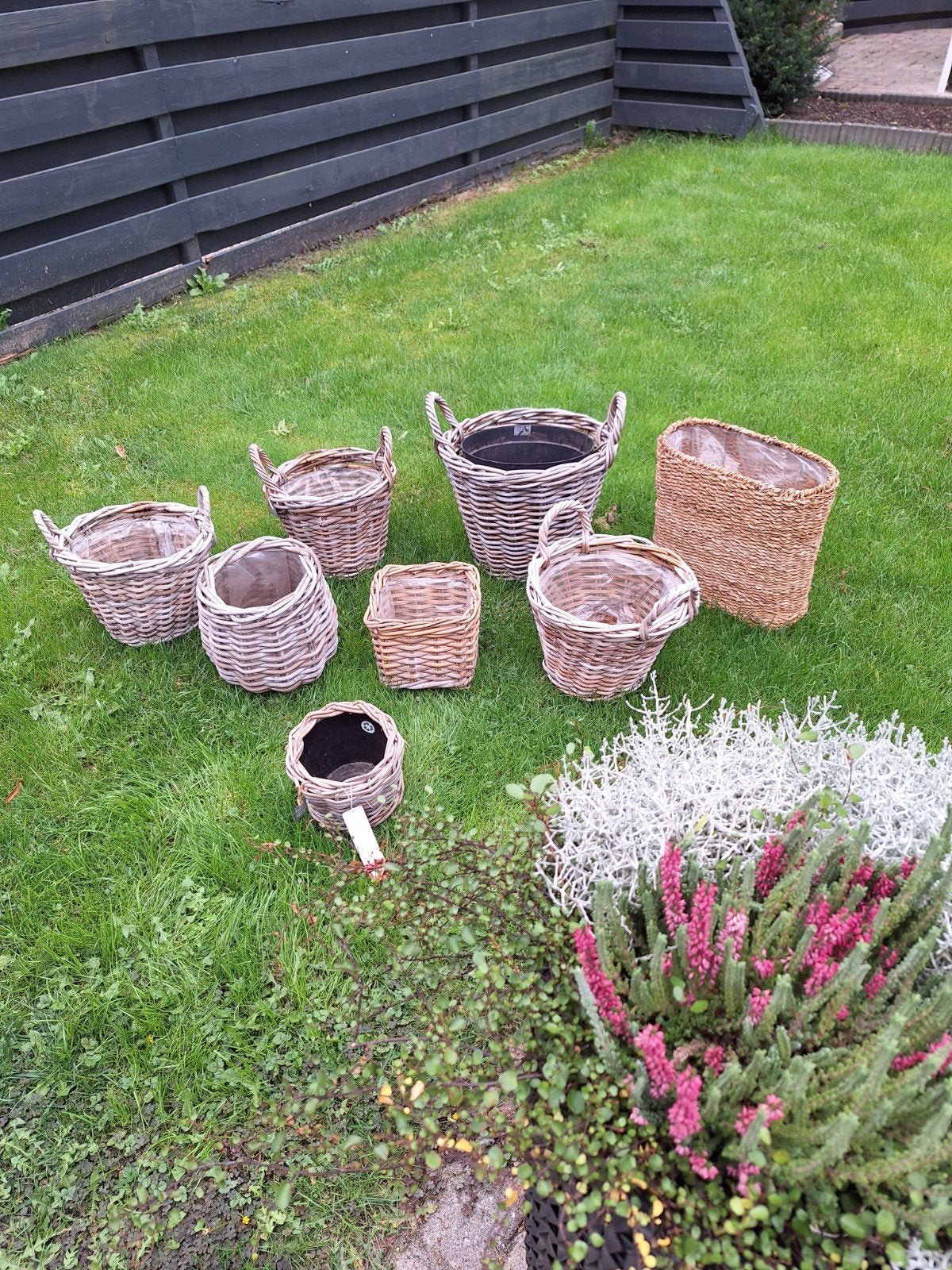 planten manden riet, Ophalen of Verzenden, Rond, Minder dan 30 cm