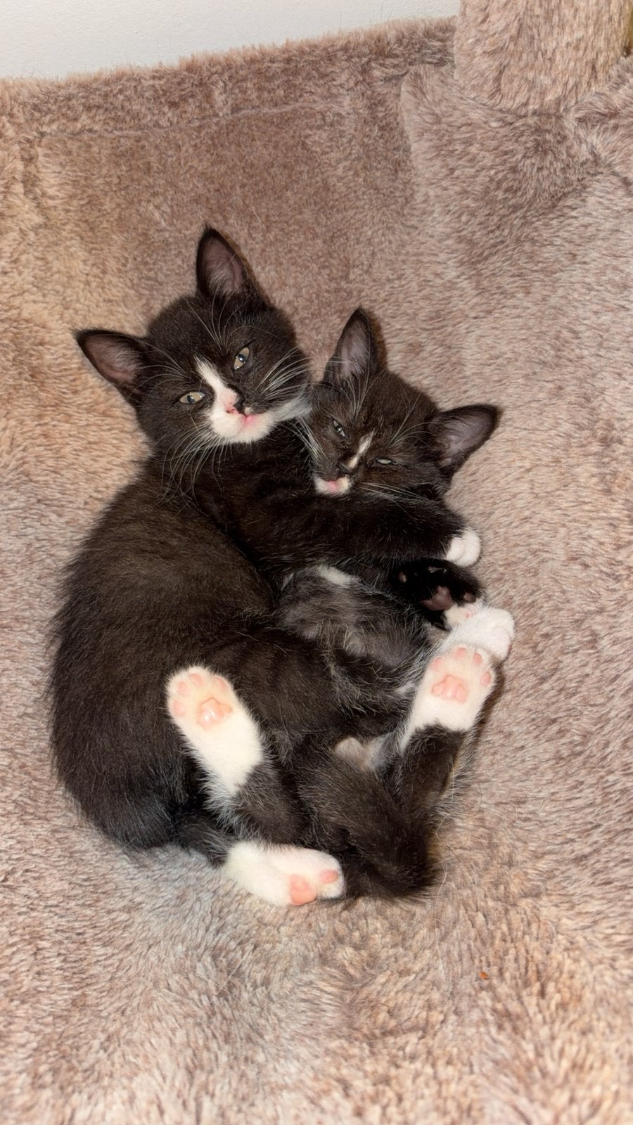 Kittens, Dieren en Toebehoren, Meerdere dieren, 0 tot 2 jaar