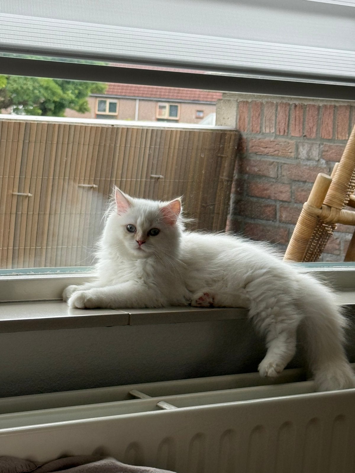 Perzische poes, Poes