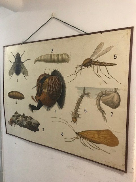 Oude schoolplaat 'Insekten' ........Materiaal: karton, Antiek en Kunst, Antiek | Schoolplaten, Ophalen of Verzenden, Natuur en Biologie