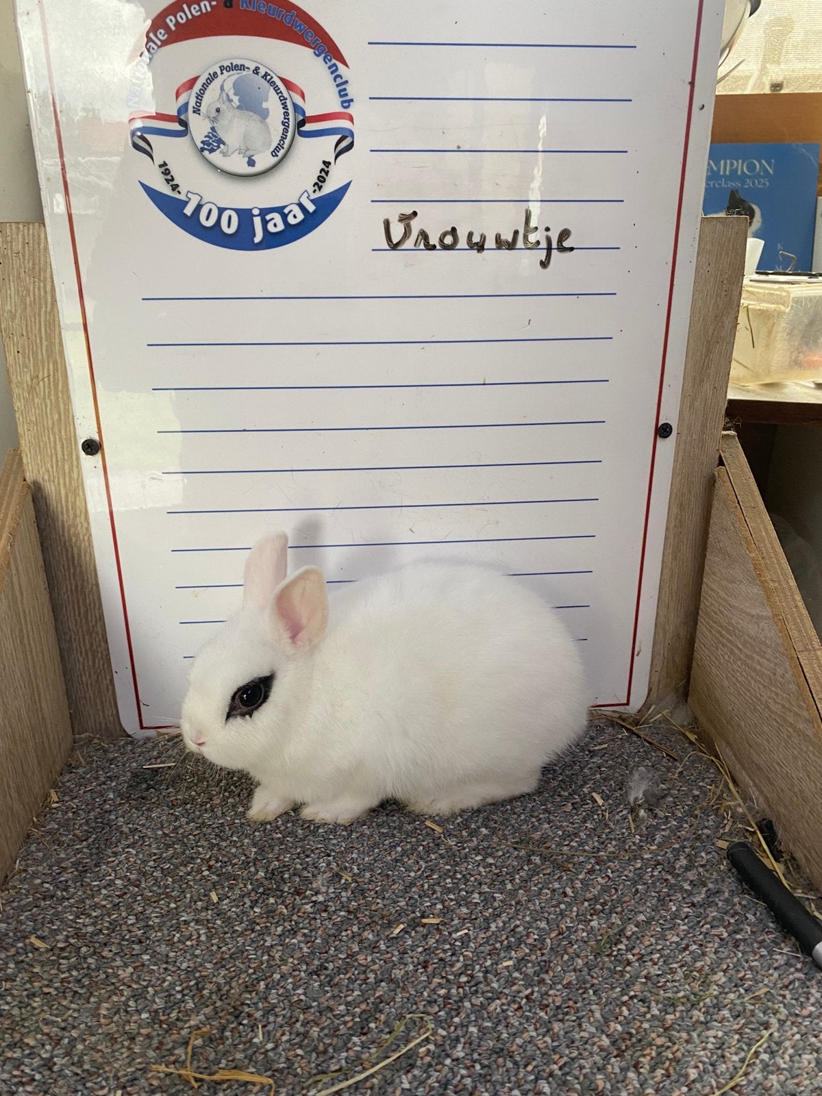 Jonge handtamme dwergkonijnen, Dieren en Toebehoren, Konijnen, Meerdere dieren, Dwerg