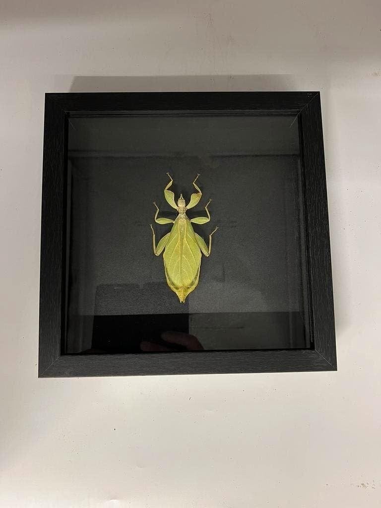 Wandelend blad Phyllium Tobeloense, Verzamelen, Dierenverzamelingen, Ophalen of Verzenden, Nieuw