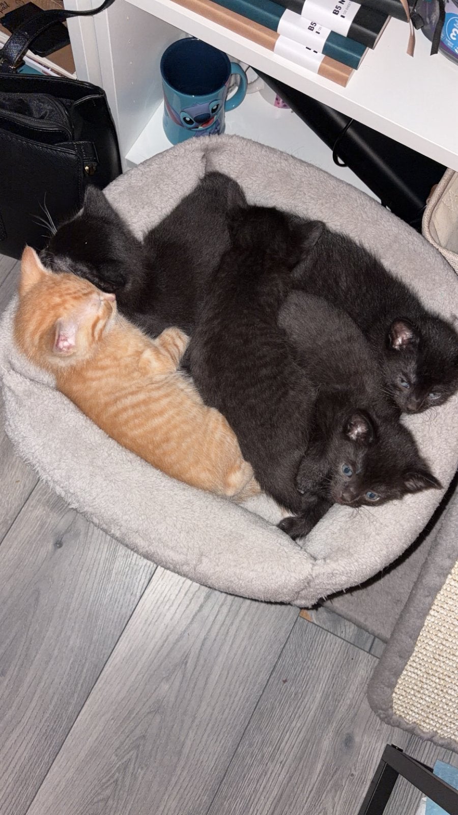 Kittens, Meerdere dieren, Kortharig, 0 tot 2 jaar