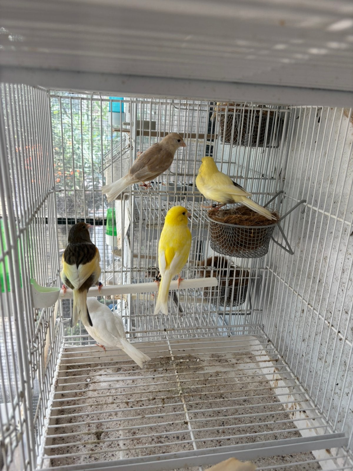Kanaries poppen, Dieren en Toebehoren, Vrouwelijk, Kleurkanarie