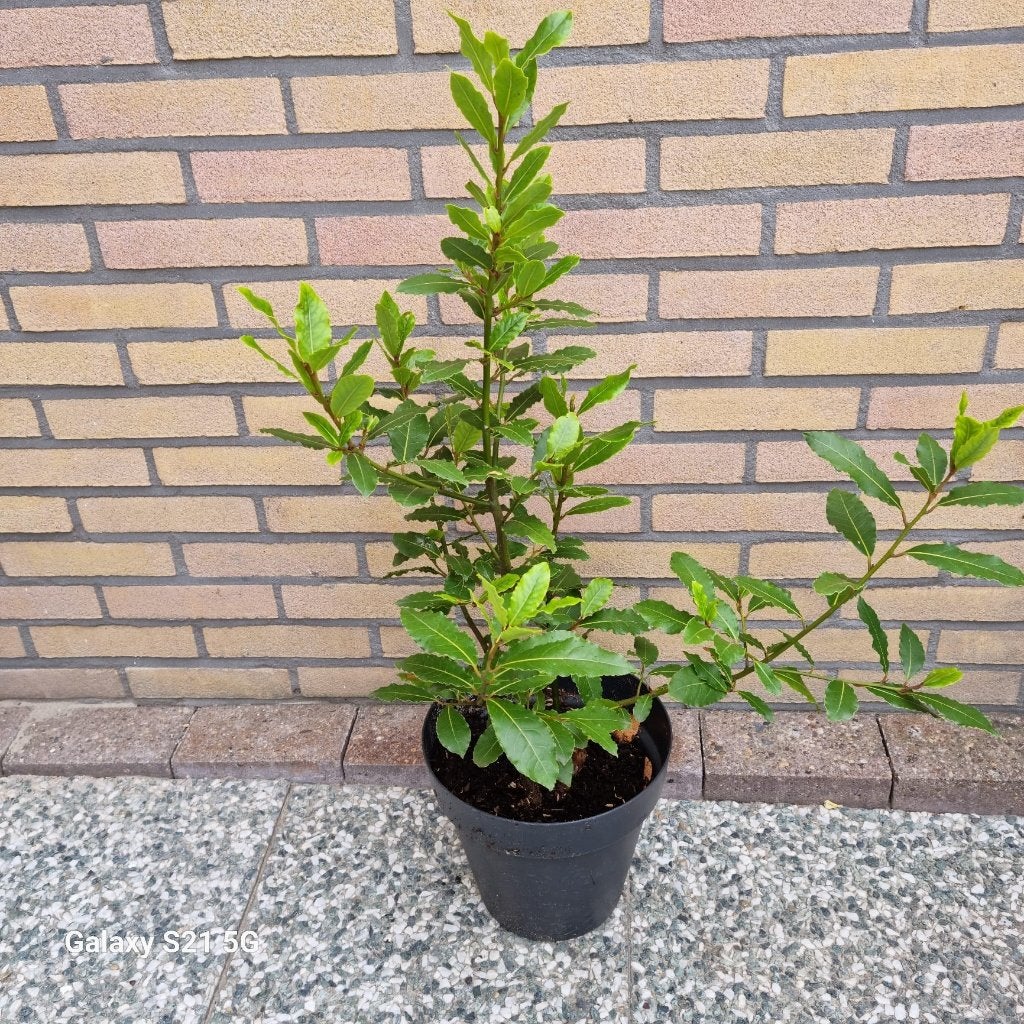 Biologische keukenlaurier boompje, Ophalen, Volle zon, Vaste plant, Kruiden