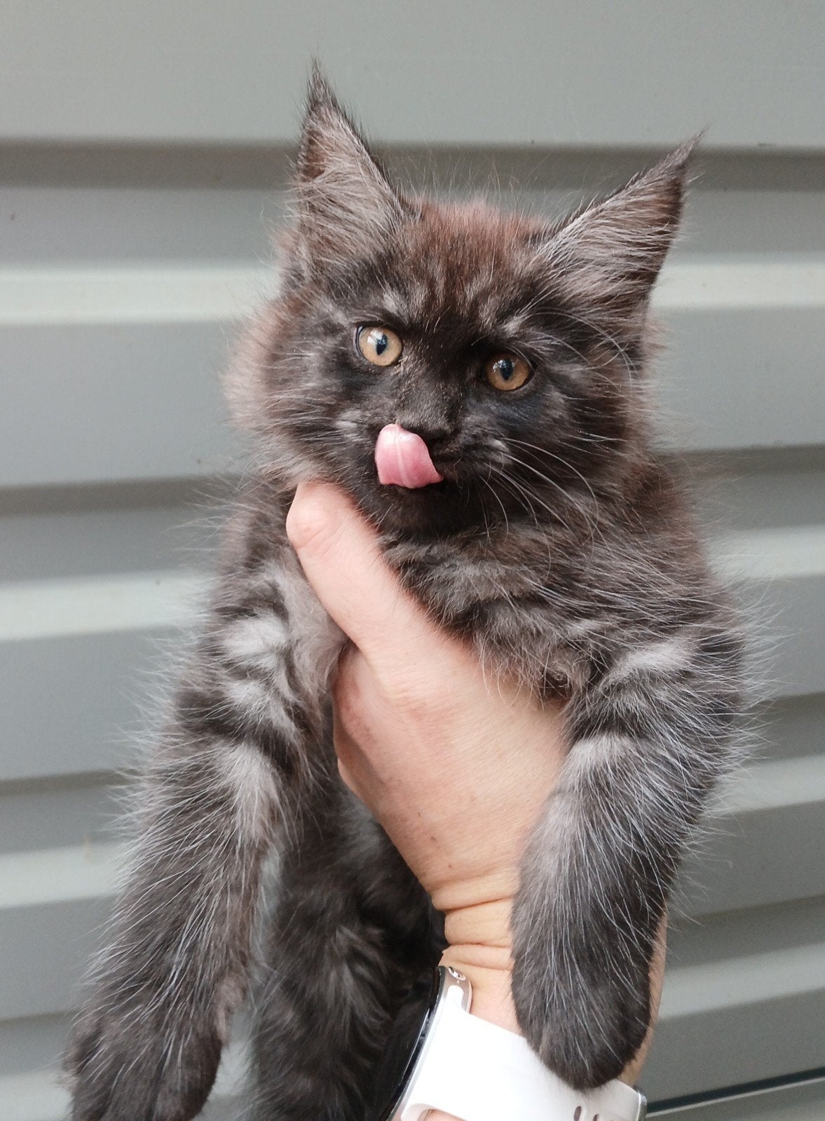 Maine coon kittens black+smoke, EUpasp+chip+rabies vacc, Meerdere dieren, Gechipt, 0 tot 2 jaar